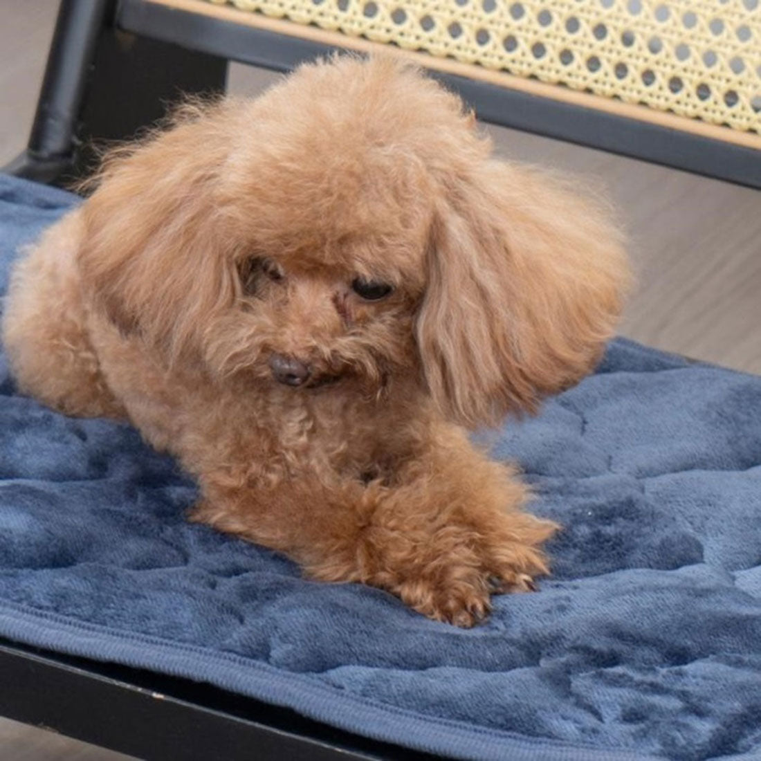 バックヤードファミリー BACKYARD FAMILY フランネルペットパッド LL 【返品不可商品】 (NV) NV