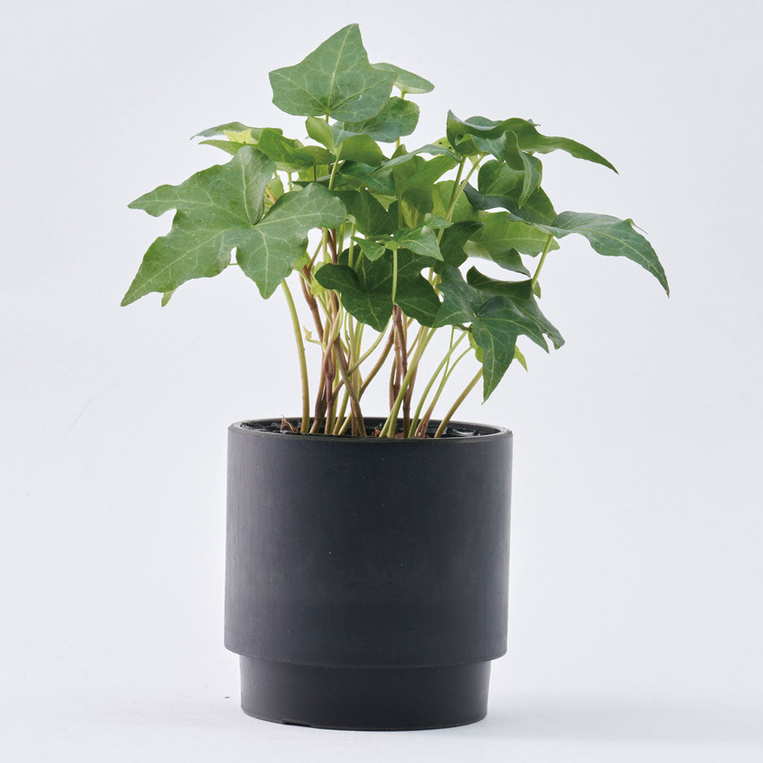 バックヤードファミリー BACKYARD FAMILY SK ステップ 15.5xH15 (ブラック) ブラック