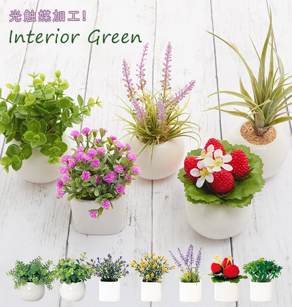 ノーブランド No Brand 光触媒 インテリアグリーン ラウンドポット キューブポット (キューブ.ストロベリー) キューブ.ストロベリー