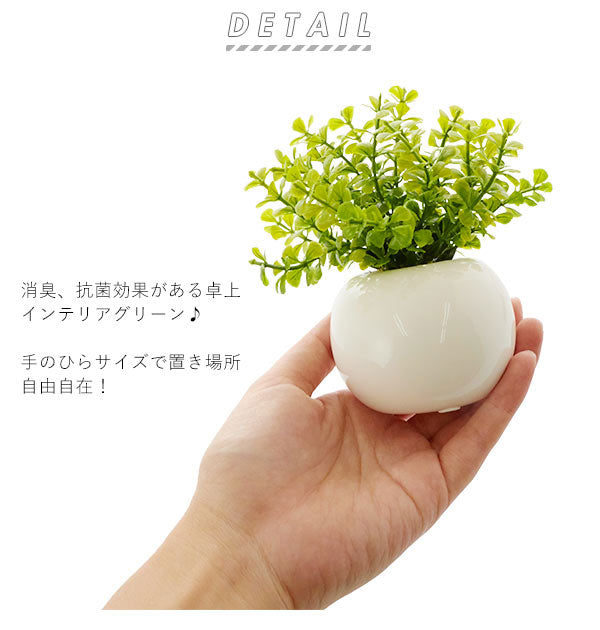 ノーブランド No Brand 光触媒 インテリアグリーン ラウンドポット キューブポット (キューブ.ストロベリー) キューブ.ストロベリー