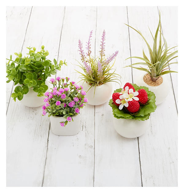 ノーブランド No Brand 光触媒 インテリアグリーン ラウンドポット キューブポット (キューブ.ストロベリー) キューブ.ストロベリー