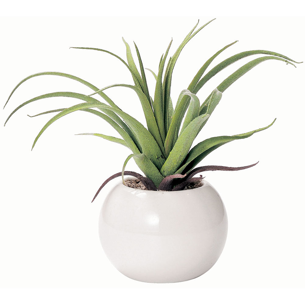 ノーブランド No Brand 光触媒 インテリアグリーン ラウンドポット キューブポット (ラウンド.エアプランツ) ラウンド.エアプランツ