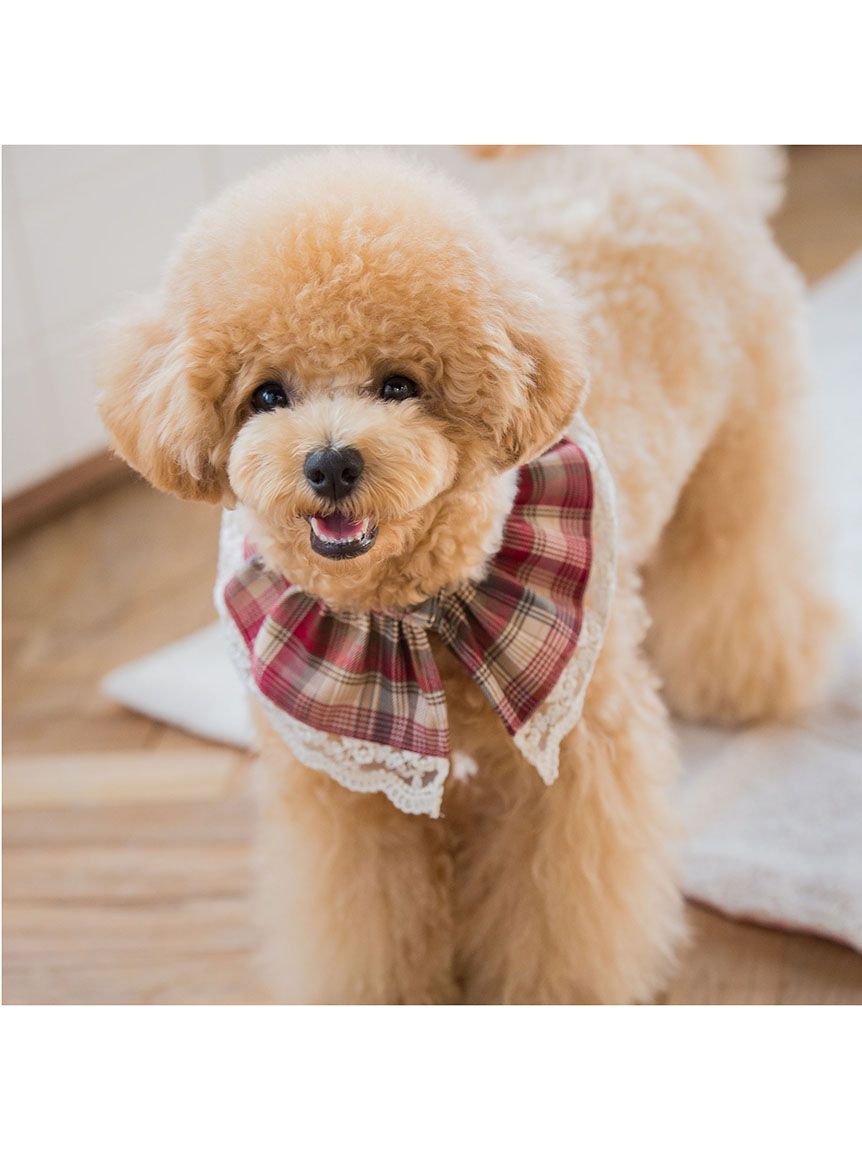 クイーンズコート QUEENS COURT チェックスタイ(犬用) 【返品不可商品】 (オレンジ) オレンジ