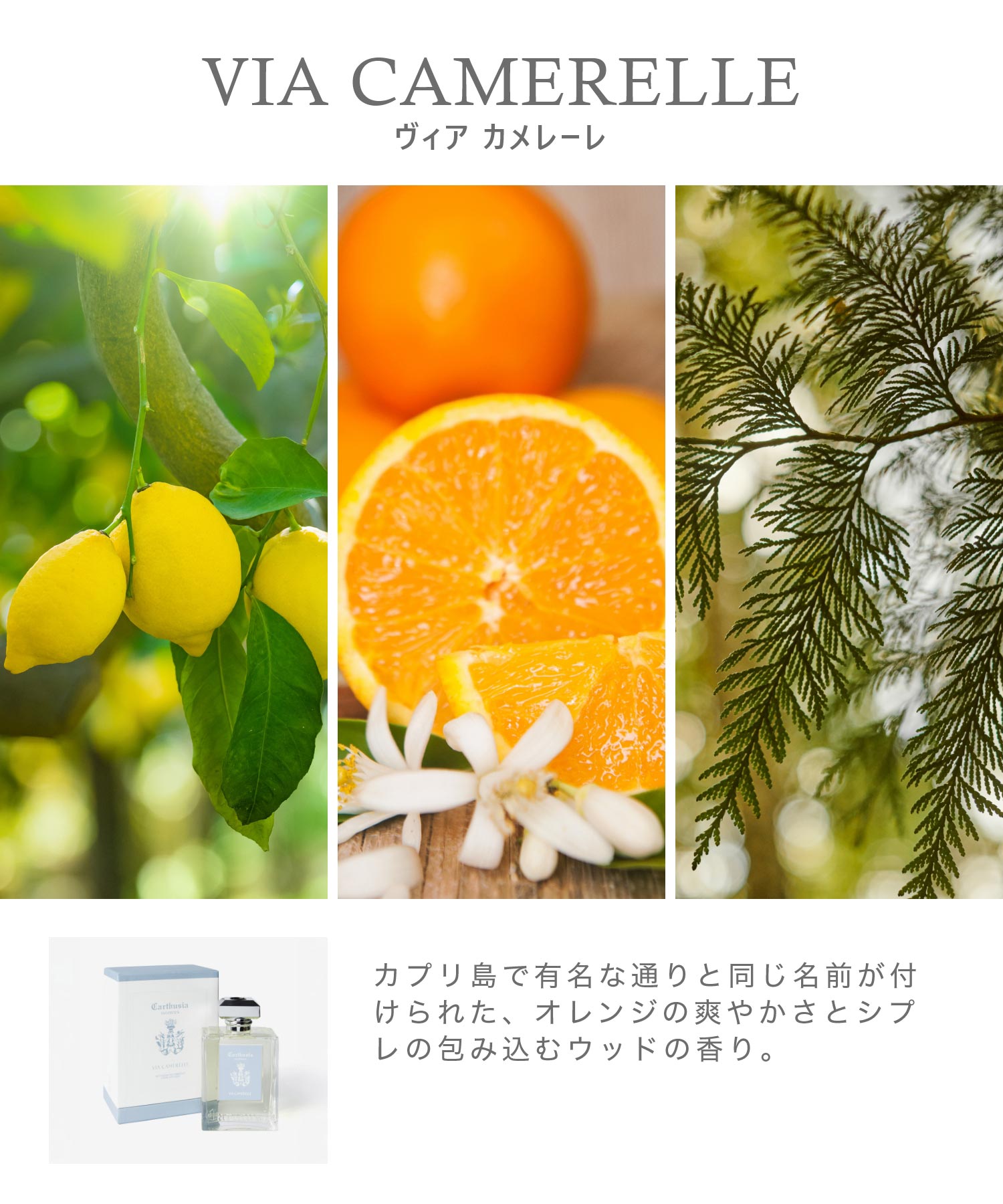 カルトゥージア Carthusia リードディフューザー 480mL ユニセックス ホーム＆グッズ 【返品不可商品】 （FIORI DI CAPRI） FIORI DI CAPRI