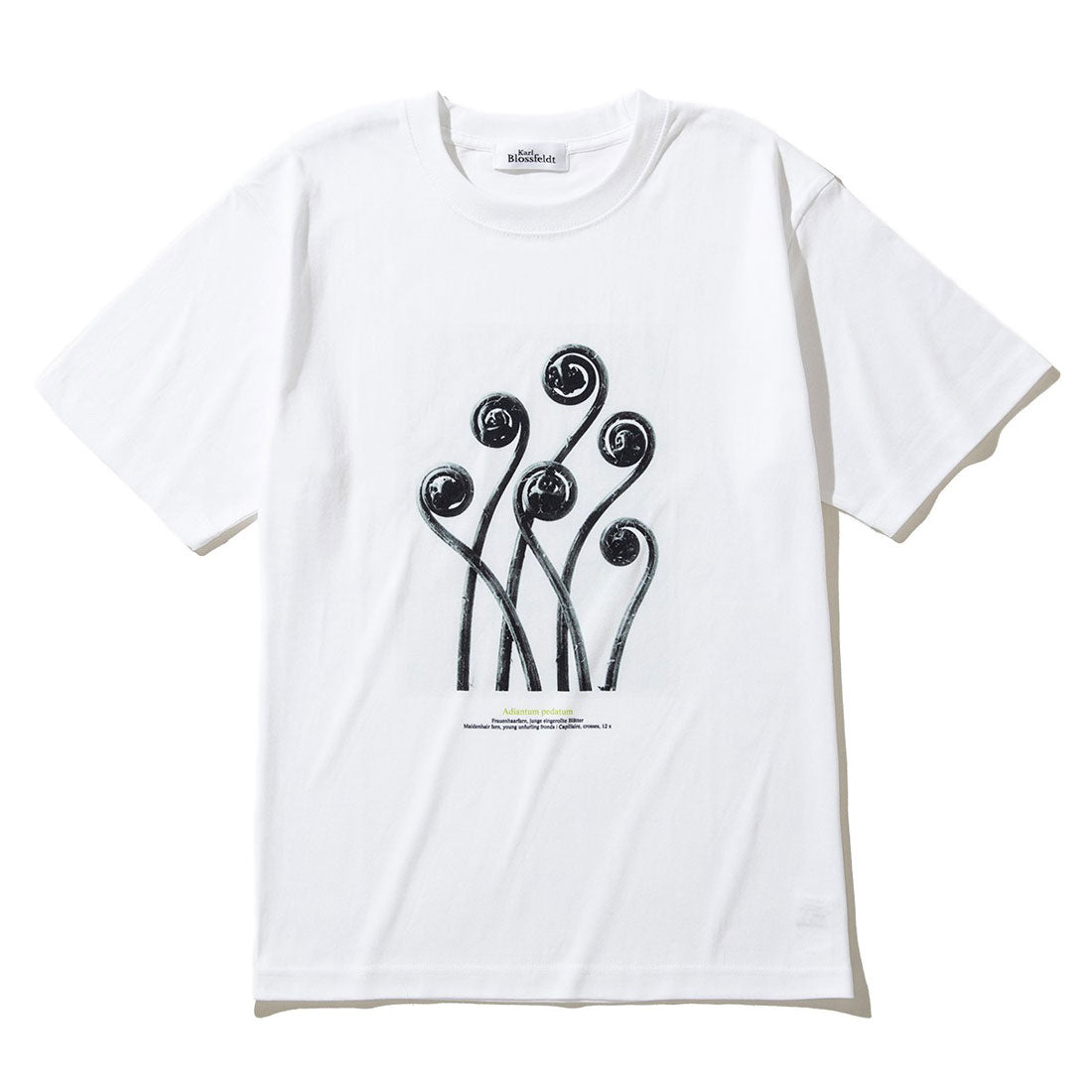 キネティクス Kinetics アジアンタム ペダツム（Adiantum pedatum） （WHITE） WHITE