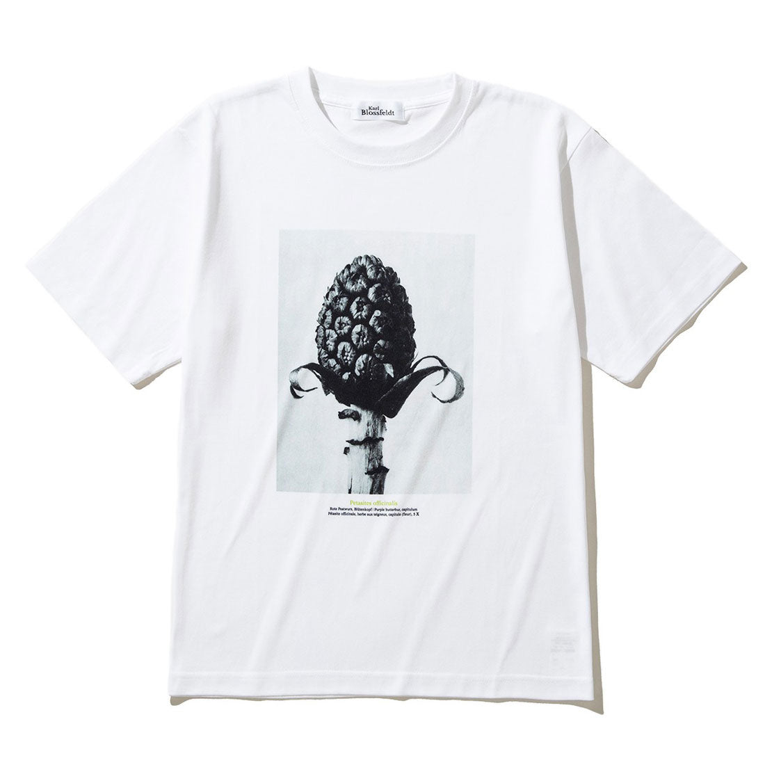キネティクス Kinetics ペタシテス オフキナリス（Petasites officinalis） （WHITE） WHITE