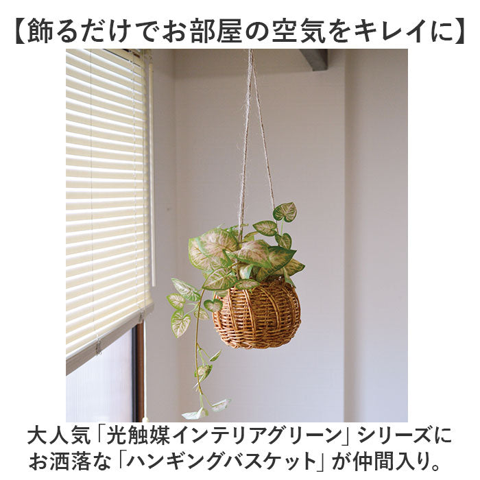 バックヤードファミリー BACKYARD FAMILY 光触媒 ハンギングバスケット （クレマチス） クレマチス