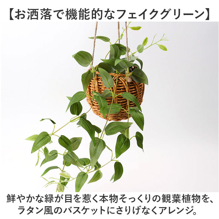 バックヤードファミリー BACKYARD FAMILY 光触媒 ハンギングバスケット （クレマチス） クレマチス
