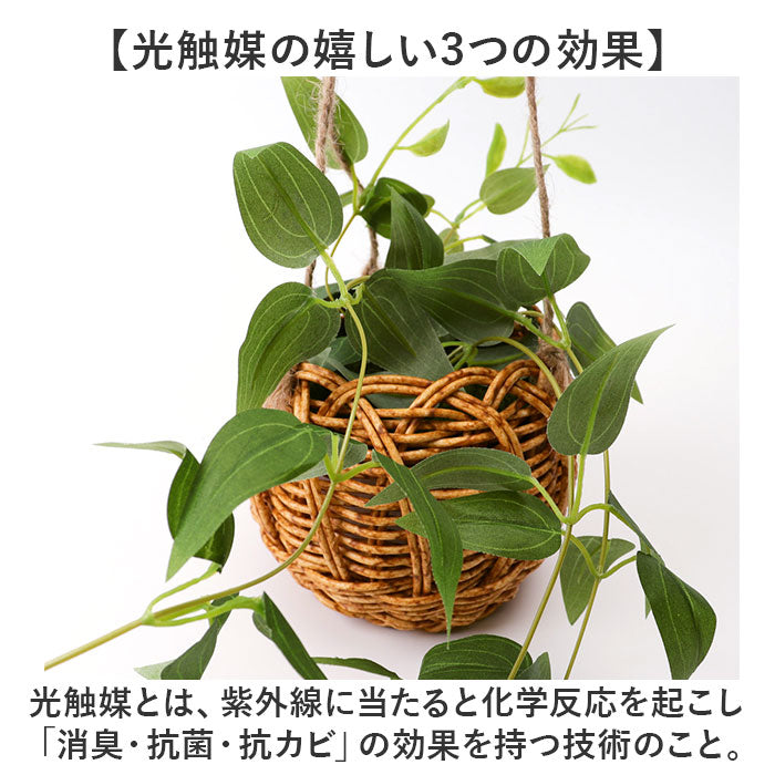 バックヤードファミリー BACKYARD FAMILY 光触媒 ハンギングバスケット （クレマチス） クレマチス