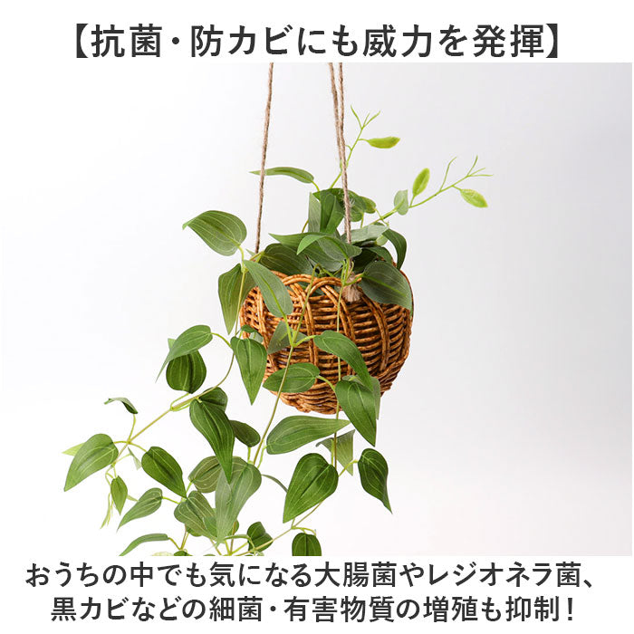 バックヤードファミリー BACKYARD FAMILY 光触媒 ハンギングバスケット （クレマチス） クレマチス