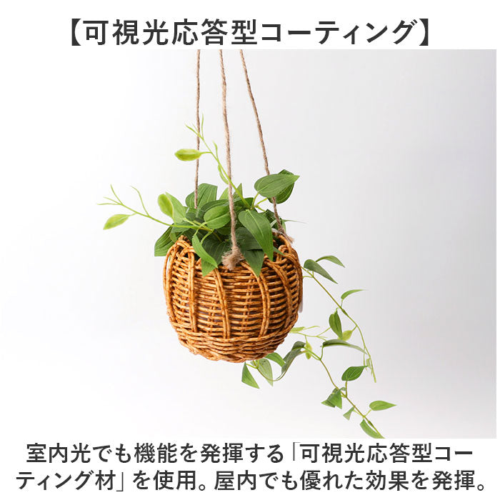 バックヤードファミリー BACKYARD FAMILY 光触媒 ハンギングバスケット （クレマチス） クレマチス