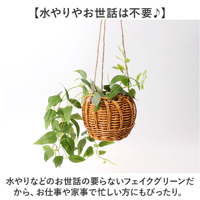 バックヤードファミリー BACKYARD FAMILY 光触媒 ハンギングバスケット （クレマチス） クレマチス