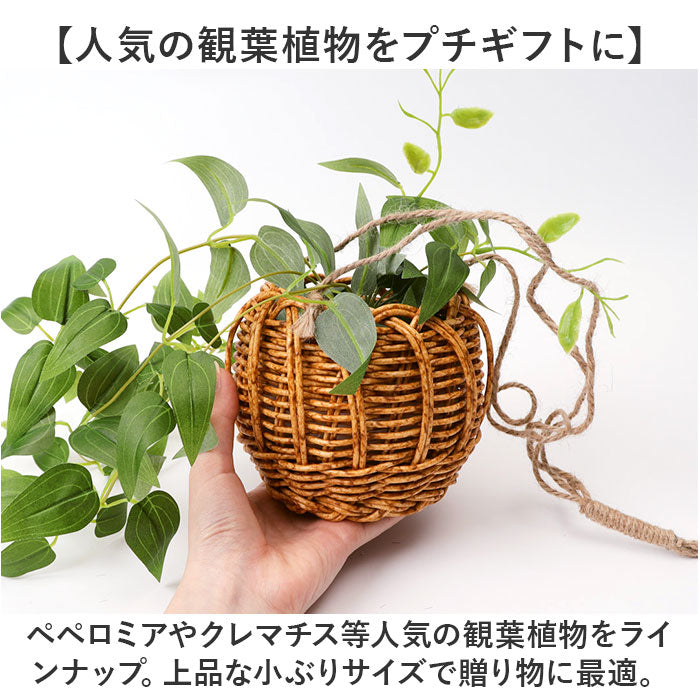 バックヤードファミリー BACKYARD FAMILY 光触媒 ハンギングバスケット （クレマチス） クレマチス
