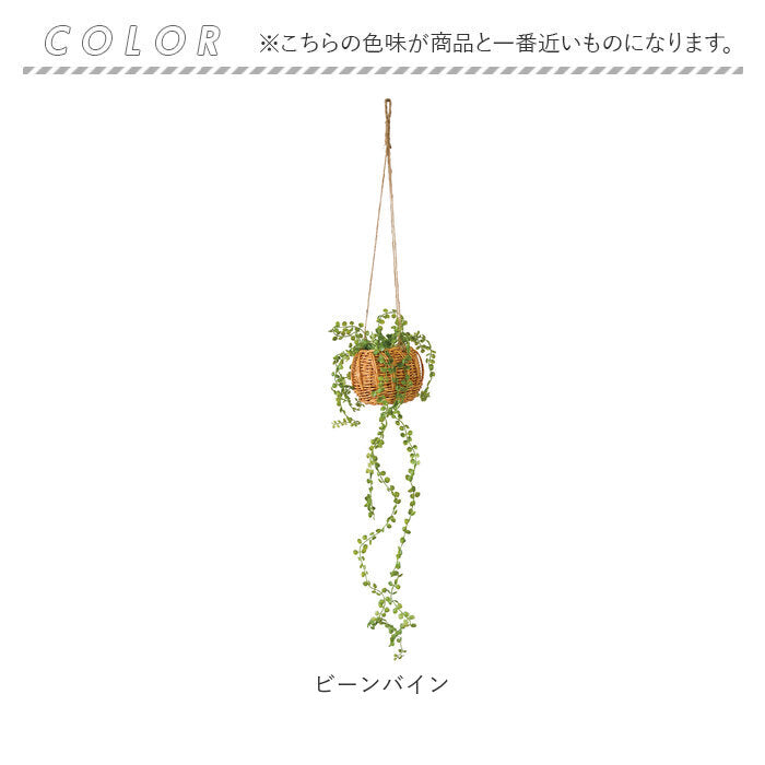 バックヤードファミリー BACKYARD FAMILY 光触媒 ハンギングバスケット （クレマチス） クレマチス