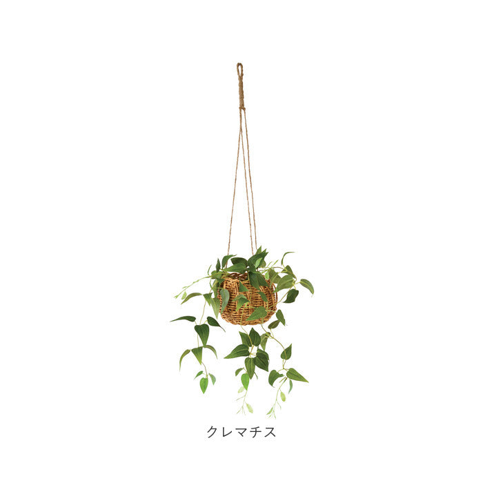 バックヤードファミリー BACKYARD FAMILY 光触媒 ハンギングバスケット （クレマチス） クレマチス