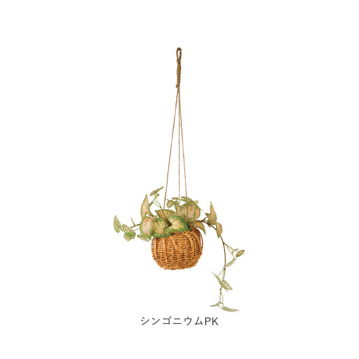 バックヤードファミリー BACKYARD FAMILY 光触媒 ハンギングバスケット （クレマチス） クレマチス