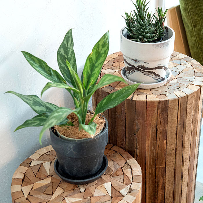 ノーブランド No Brand アーバンプランツポット マーブル ソリッド