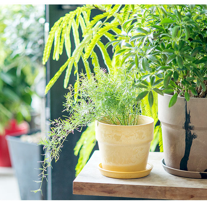 ノーブランド No Brand アーバンプランツポット マーブル ソリッド