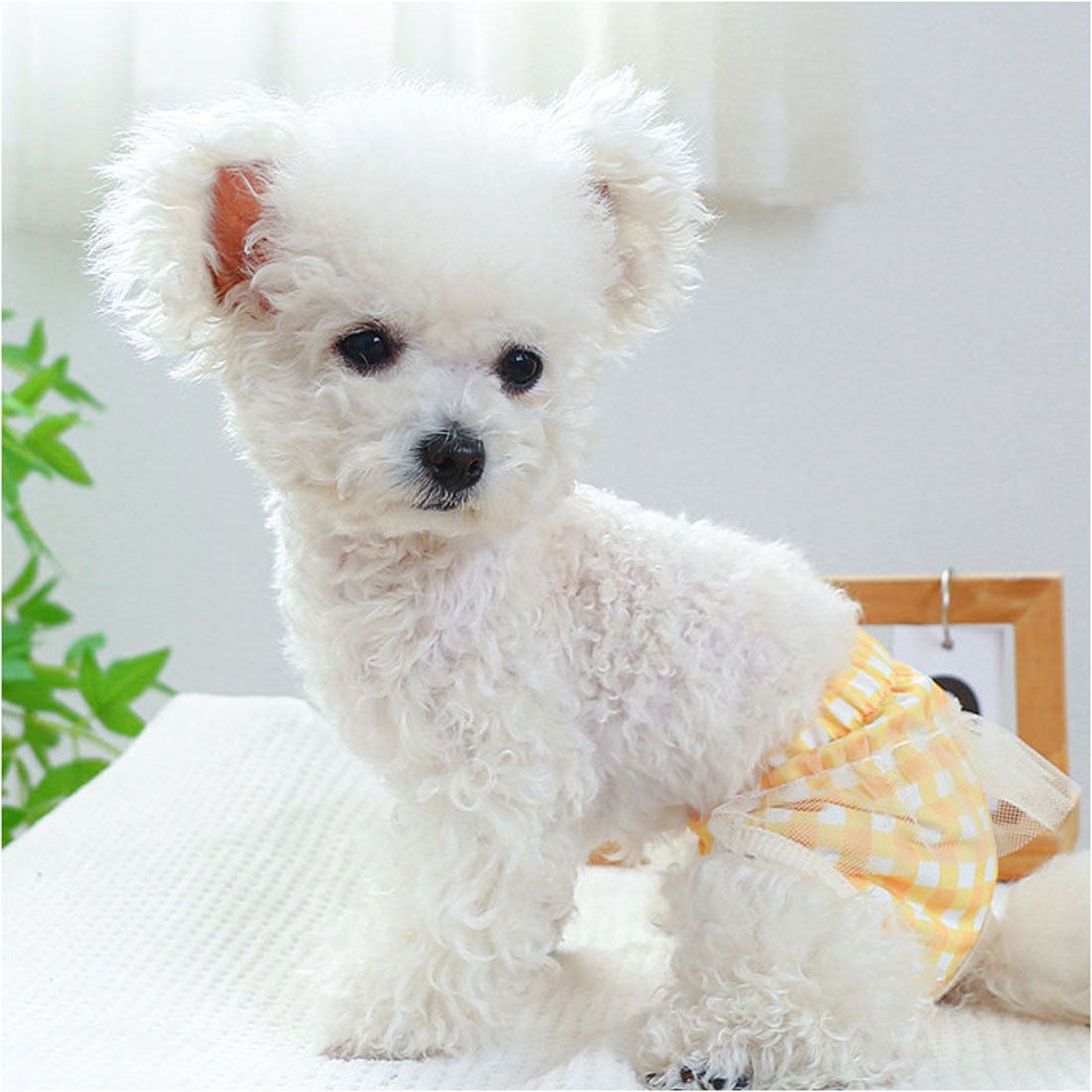 バックヤードファミリー BACKYARD FAMILY ドッグウェア サニタリーパンツ 犬用マナーバンド 【返品不可商品】 （イエロー） イエロー