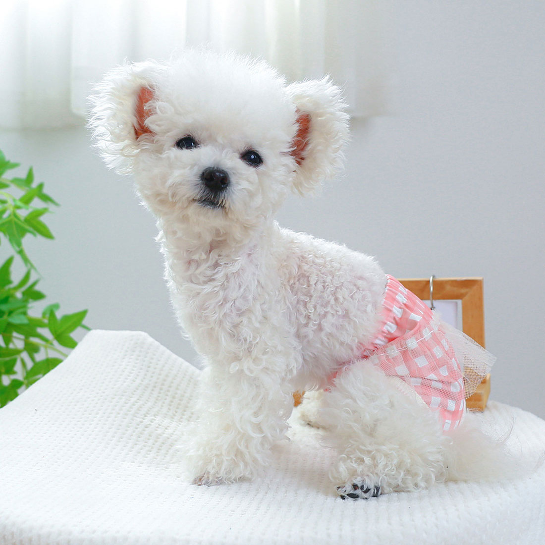 バックヤードファミリー BACKYARD FAMILY ドッグウェア サニタリーパンツ 犬用マナーバンド 【返品不可商品】 （ピンク） ピンク