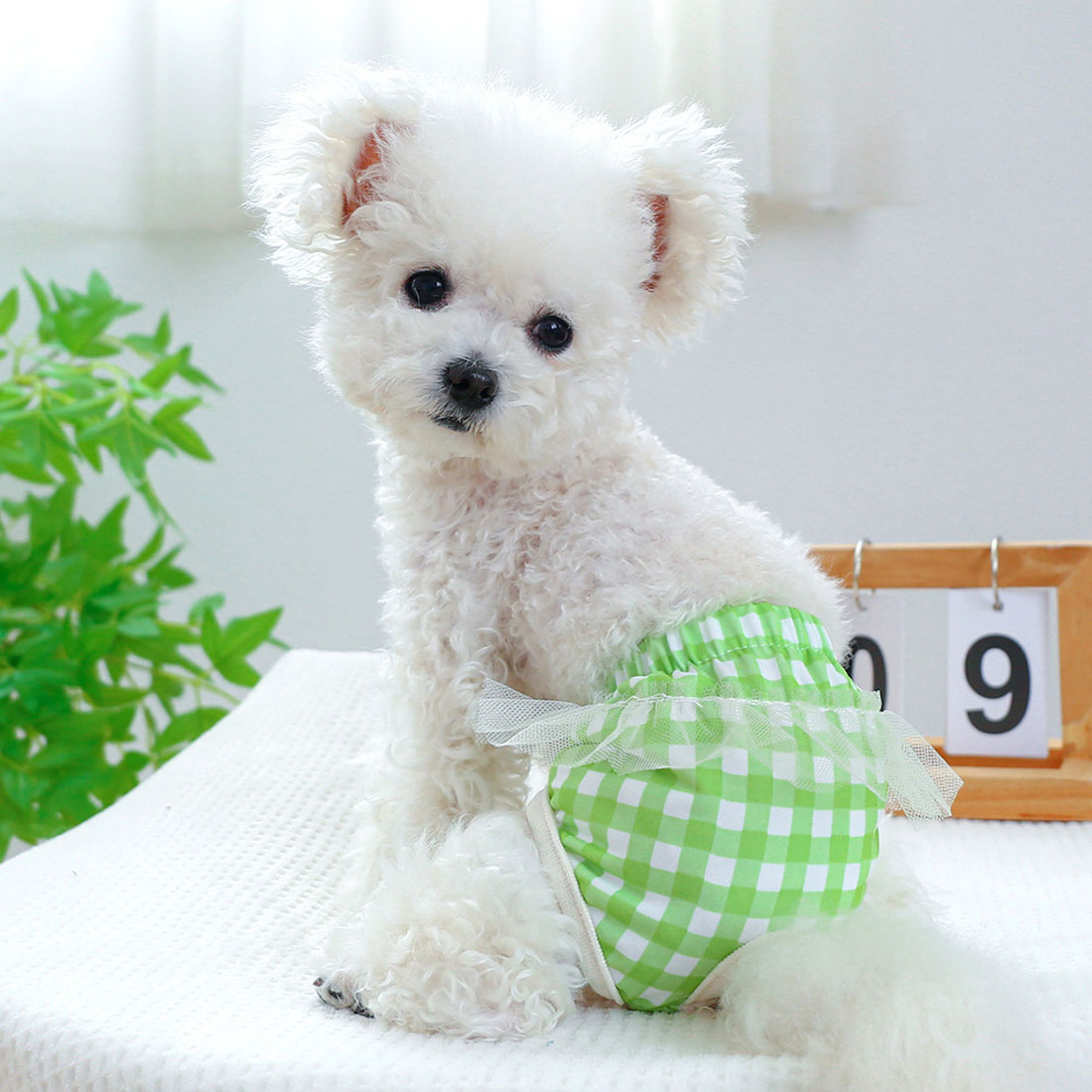 バックヤードファミリー BACKYARD FAMILY ドッグウェア サニタリーパンツ 犬用マナーバンド 【返品不可商品】 （グリーン） グリーン