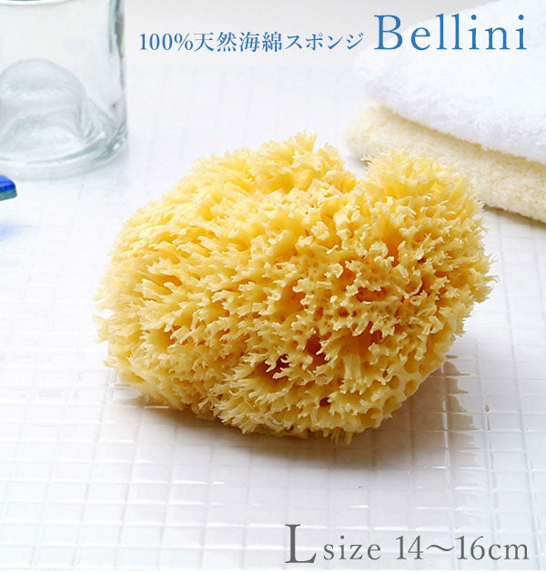 ノーブランド No Brand 天然海綿ハニコム種 袋パッケージ【返品不可商品】 （Lサイズ（14から16cm）） Lサイズ（14から16cm）
