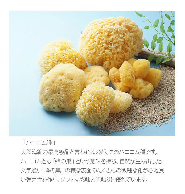 ノーブランド No Brand 天然海綿ハニコム種 袋パッケージ【返品不可商品】 （Lサイズ（14から16cm）） Lサイズ（14から16cm）
