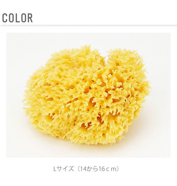 ノーブランド No Brand 天然海綿ハニコム種 袋パッケージ【返品不可商品】 （Lサイズ（14から16cm）） Lサイズ（14から16cm）
