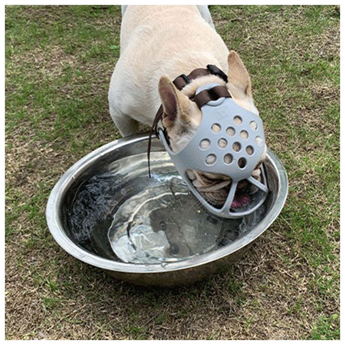 Backyard Family BACKYARD FAMILY Dog Muzzle Short-Nosed Breed kdogmaskhd025【Non-returnable item】