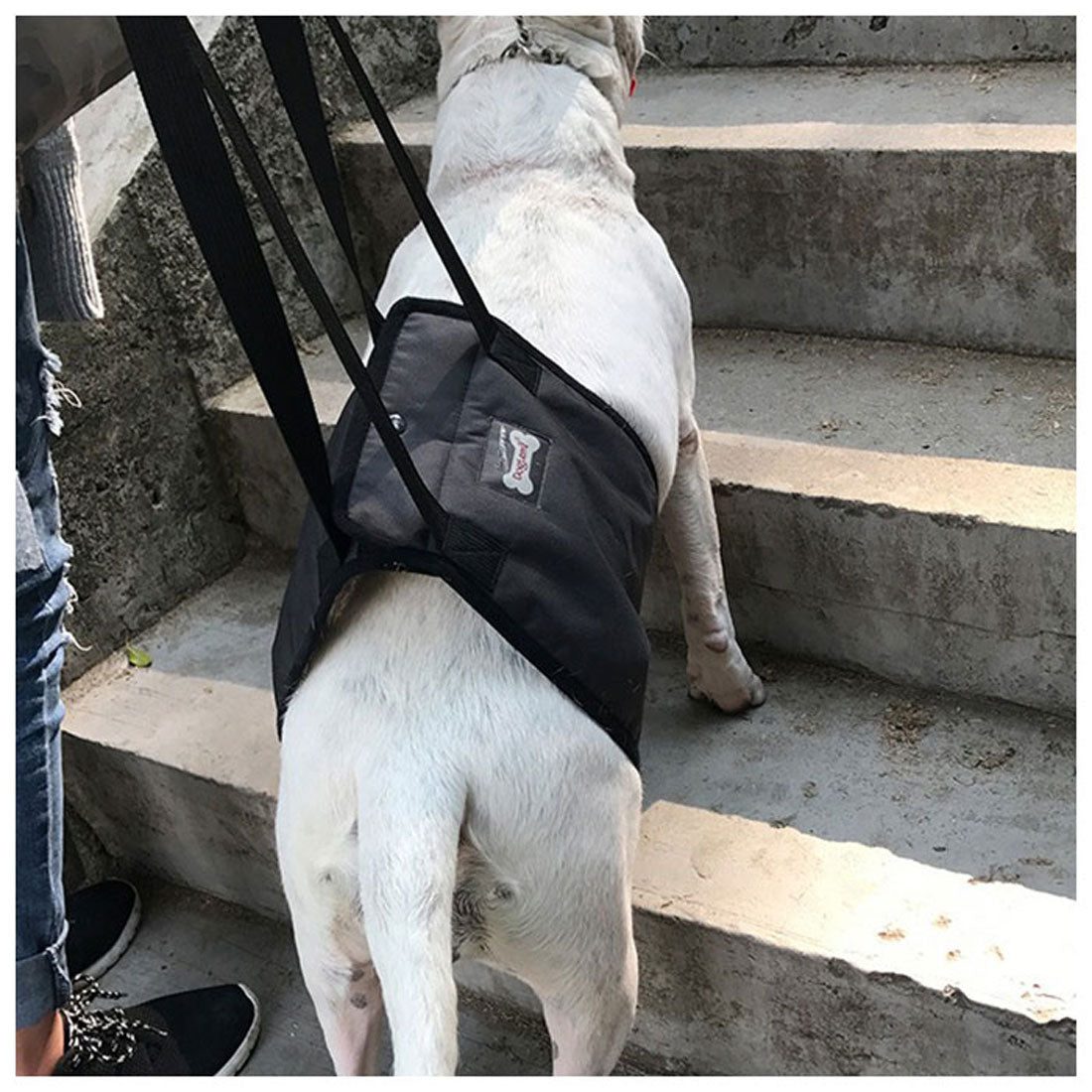 BACKYARD FAMILY 狗狗護理背帶老狗寵物用品【不可退貨商品】