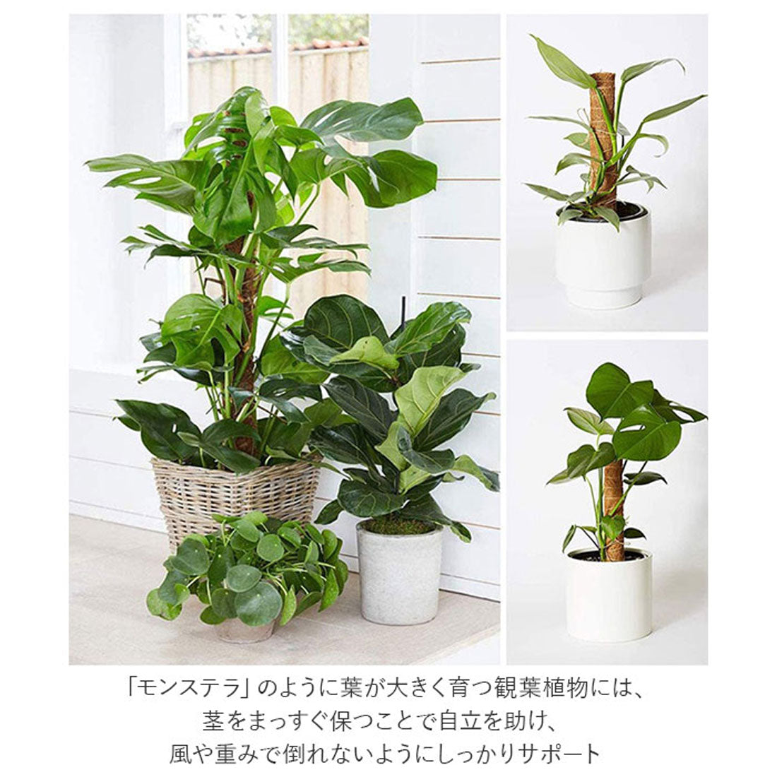 BACKYARD FAMILY  BACKYARD FAMILY Support Gardening Gardening Supplies