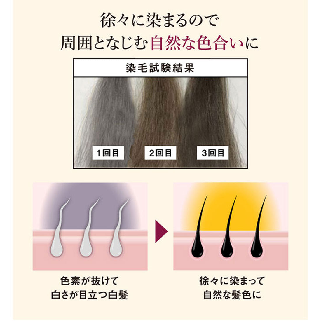 バックヤードファミリー BACKYARD FAMILY クイックヤング カラースティック【返品不可商品】 （ダークブラウン） ダークブラウン