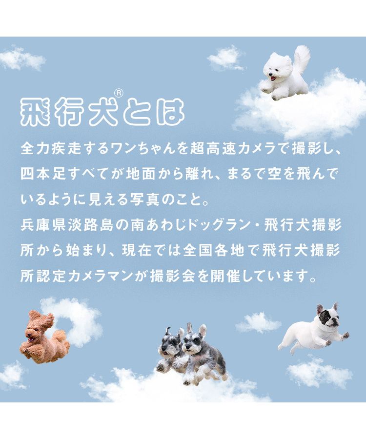 【Wpc.公式】［ビニール傘］飛行犬×Wpc. 空飛ぶワンブレラ 親骨61cm 大きい ジャンプ傘 傘 レディース 雨傘 長傘 おしゃれ 可愛い 女性 通
